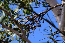 Plancia ëd Eucalyptus drummondii Benth.