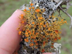 Image of teloschistes lichen