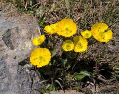 Image of Rocky Mountain Buttercup