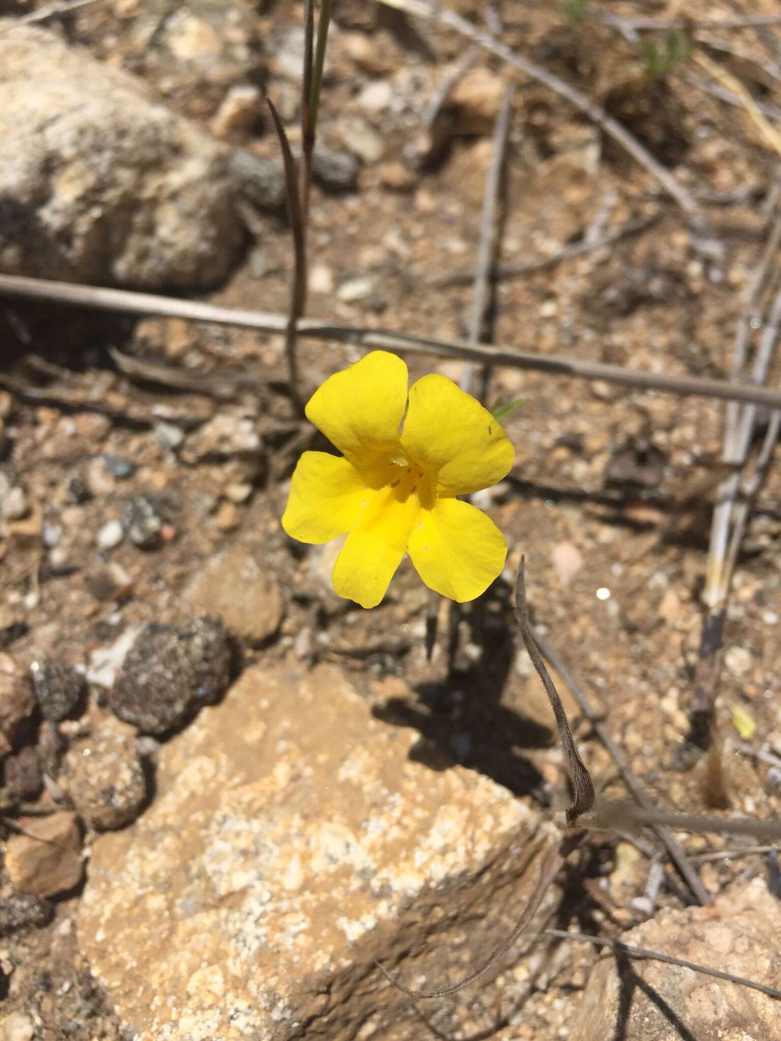 Plancia ëd Diplacus brevipes (Benth.) G. L. Nesom