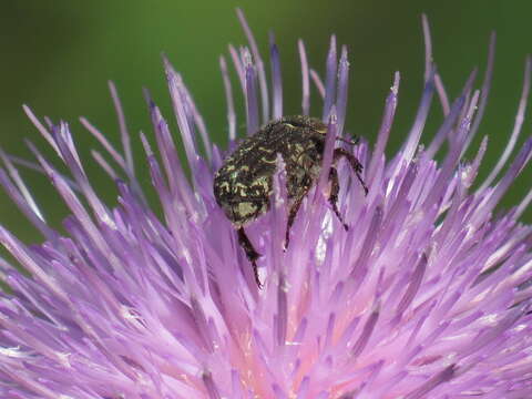 Image of Dark Flower Scarab