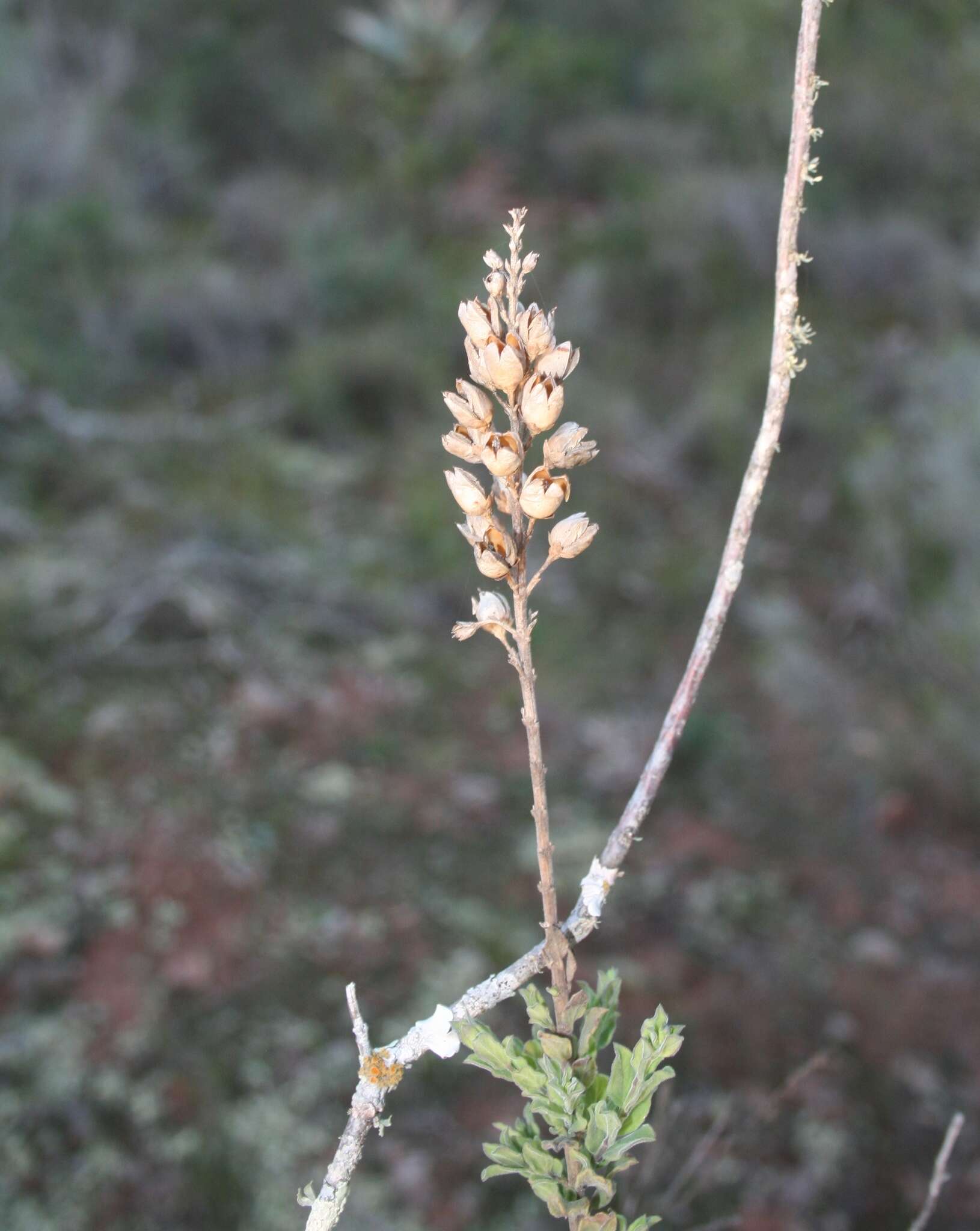 Imagem de Freylinia undulata (L. fil.) Benth.