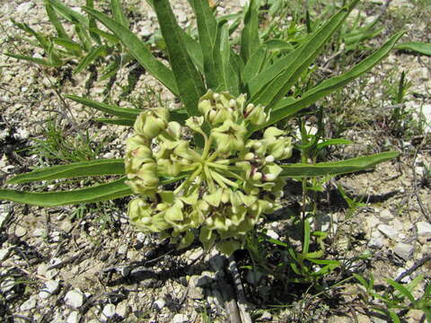 Image of Asclepias asperula subsp. capricornu (Woods.) Woods.