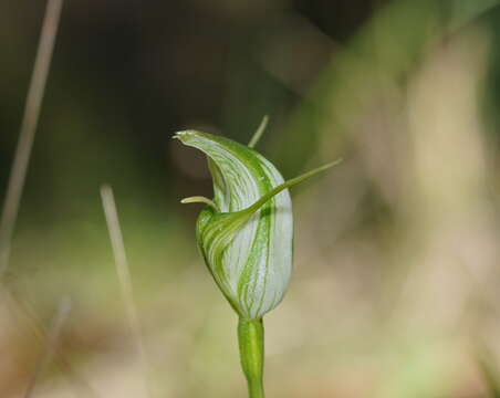 Image of Alpine greenhood