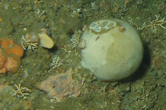 Image of hairy tennis ball horny sponge