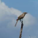 Image of Long-tailed Mockingbird