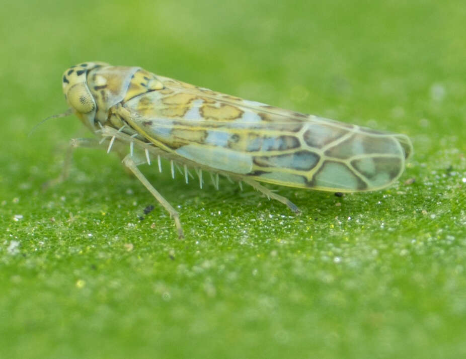 Image of Ligurian Leafhopper
