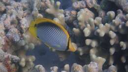 Image of Black-back Butterflyfish