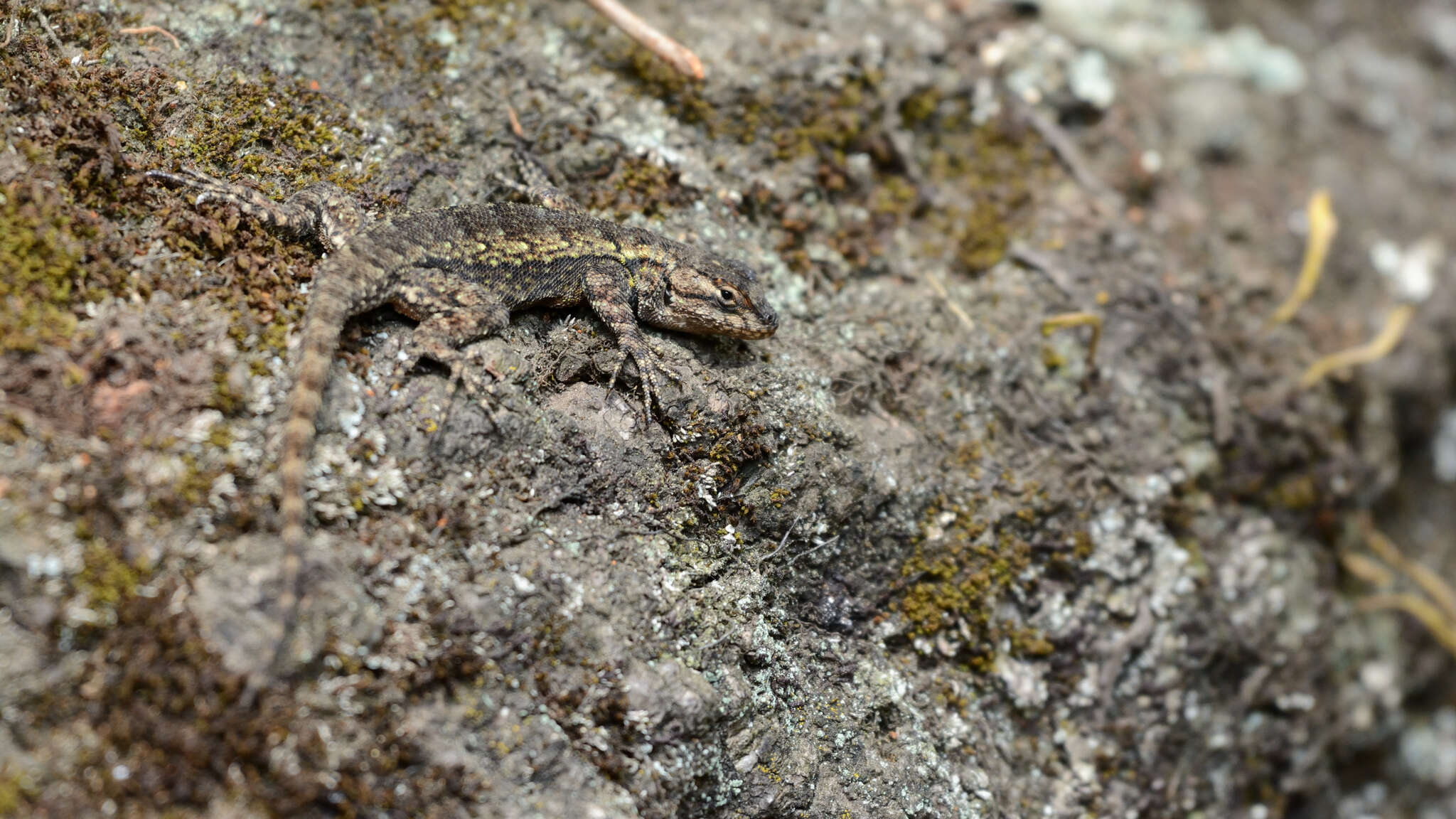 Image of Anahuacan Bunchgrass Lizard