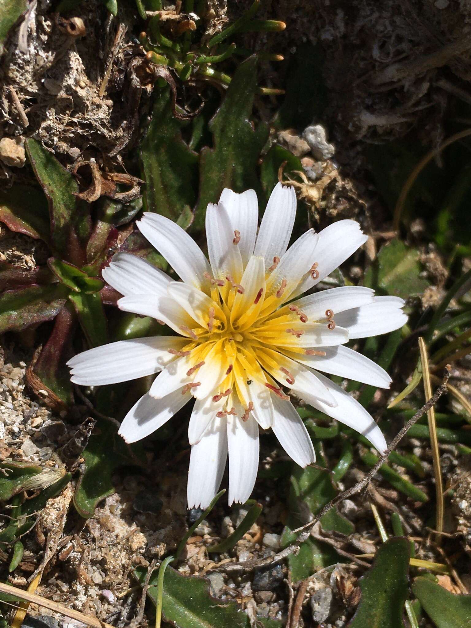 Image of Hypochaeris taraxacoides (Meyen & Walp.) Ball