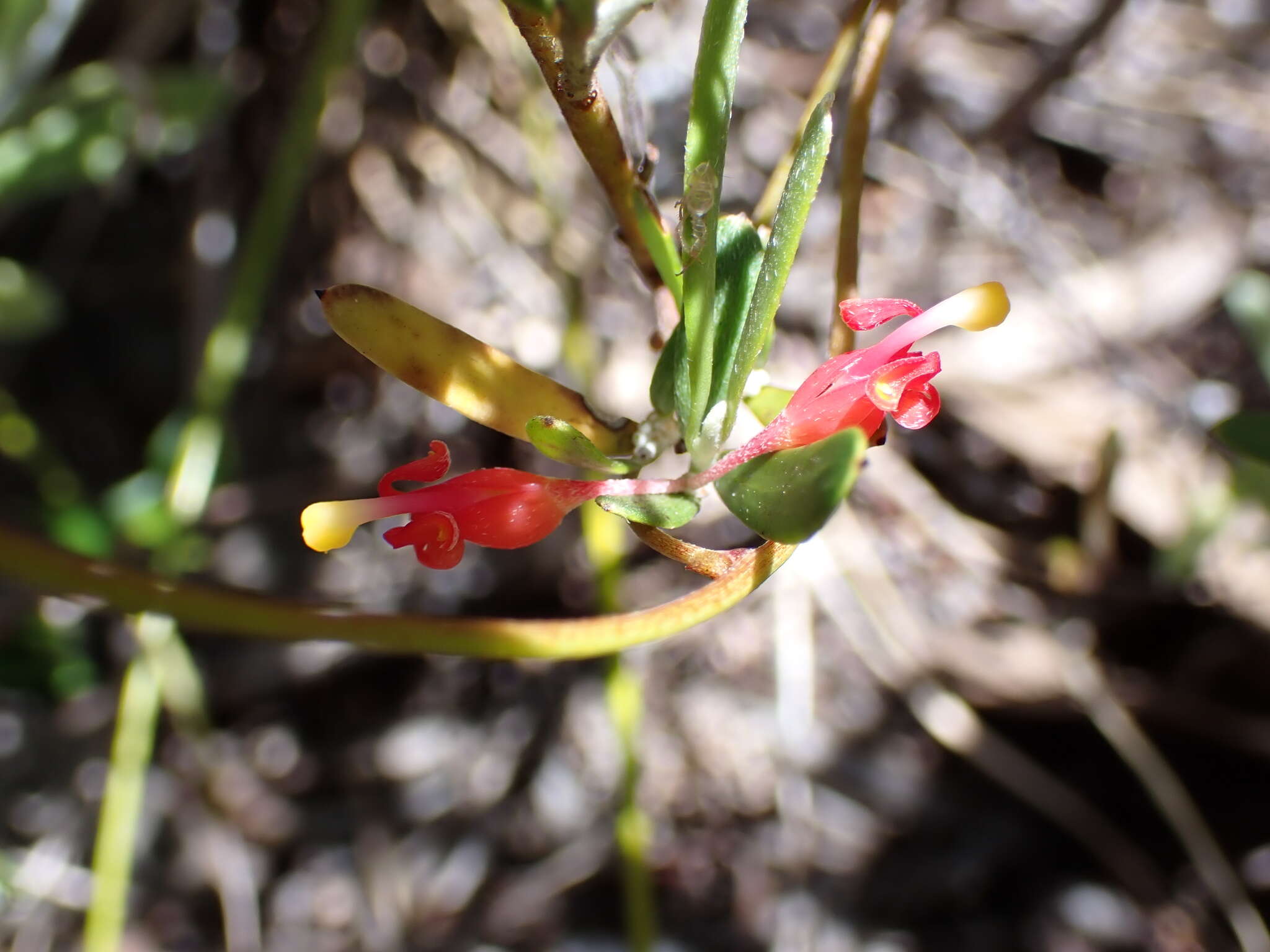 Image of Grevillea pauciflora R. Br.