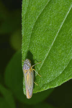 Image of Graphocephala aurora (Baker 1898)