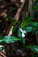 Image de Coleotrype natalensis C. B. Clarke