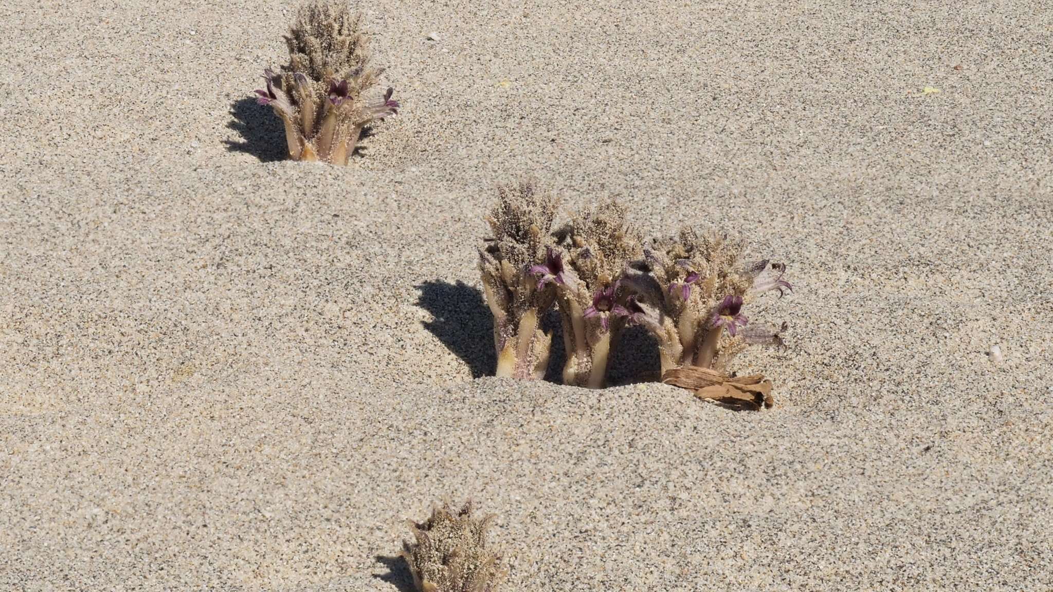 Image of desert broomrape
