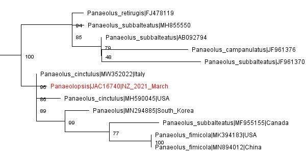 Sivun Psathyrella fimbriata (A. M. Young) Ew. Gerhardt 1996 kuva