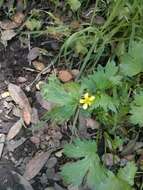 Image de Ranunculus muricatus L.