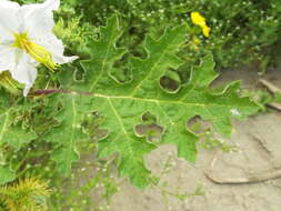 صورة Solanum campechiense L.