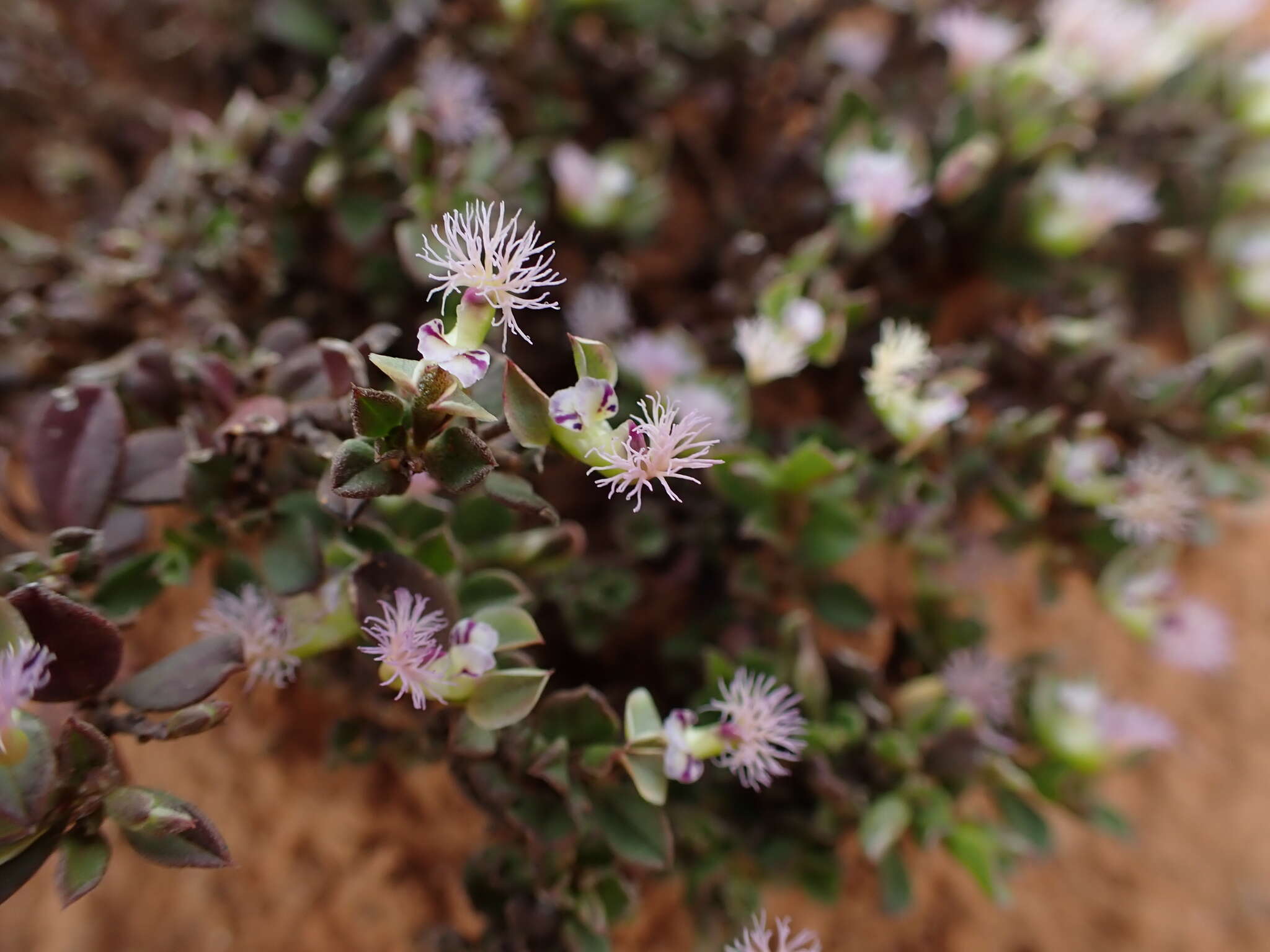 Image of Polygala asbestina Burch.