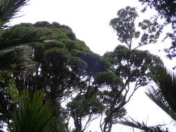 Image of northern rata