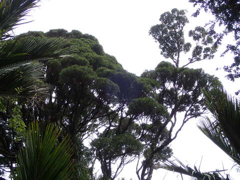 Image de Metrosideros robusta A. Cunn.