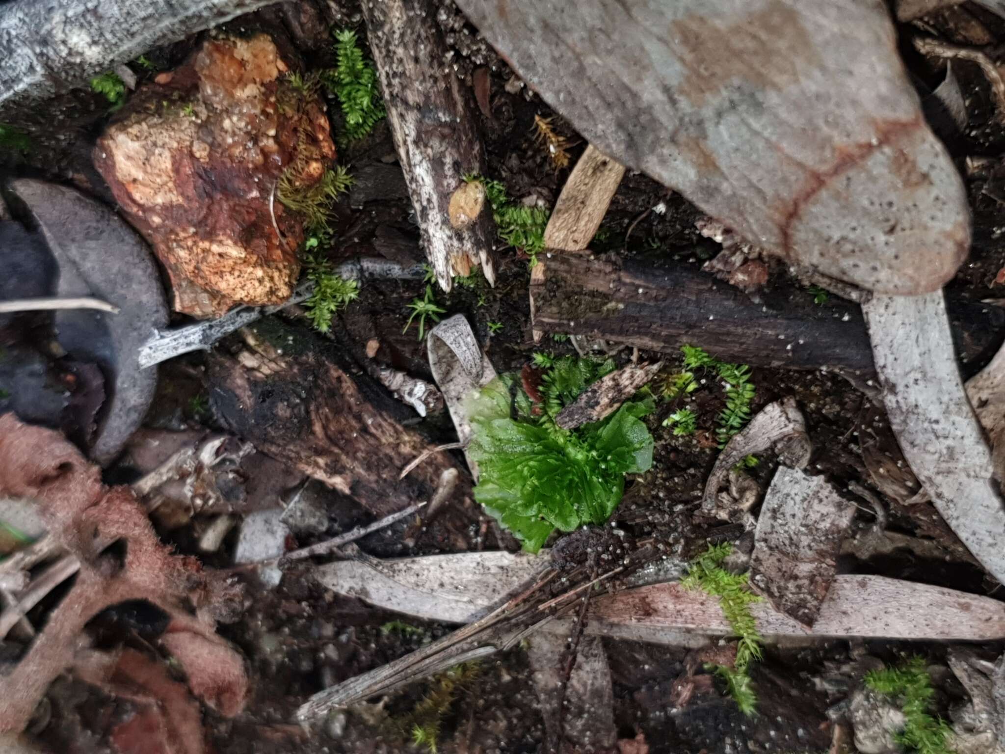 Image of Petalophyllum preissii Gottsche