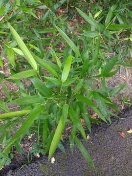 Image of yellow grove bamboo