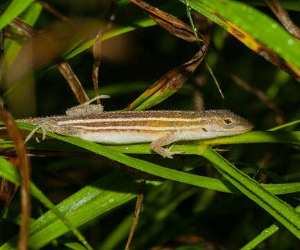 Image of Five-striped grass anole