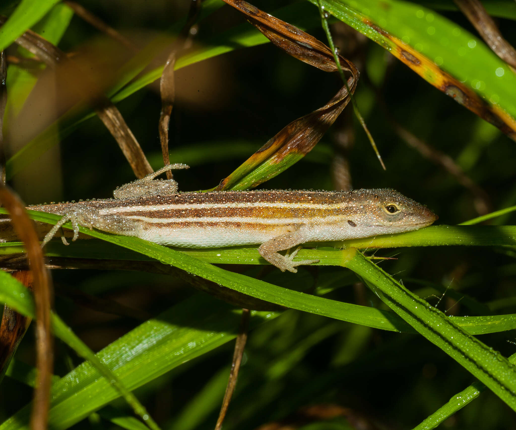 Image of Five-striped grass anole