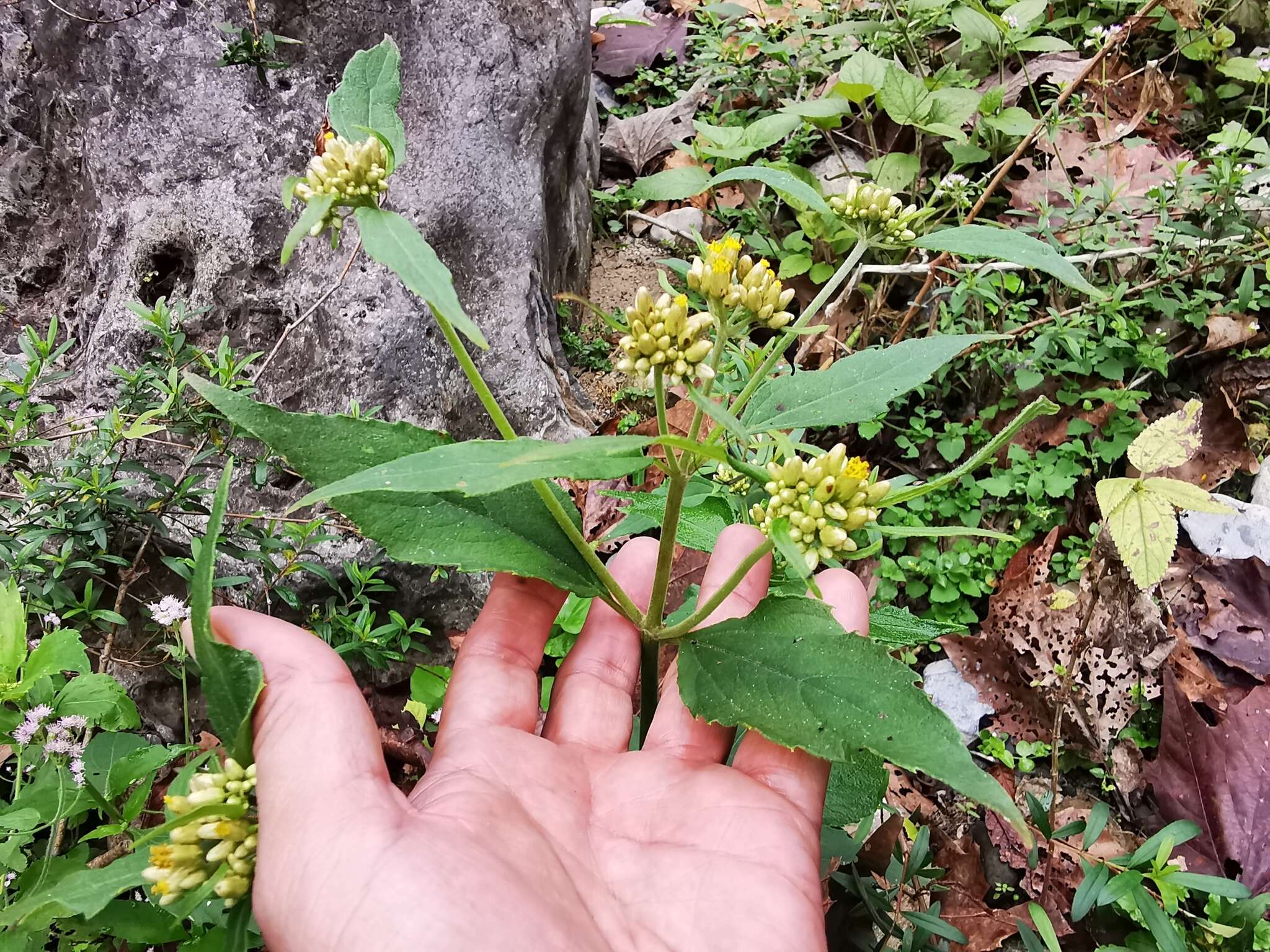 صورة Schistocarpha eupatorioides (Fenzl) O. Kuntze