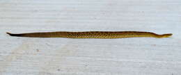 Image of Basilisk Rattlesnake