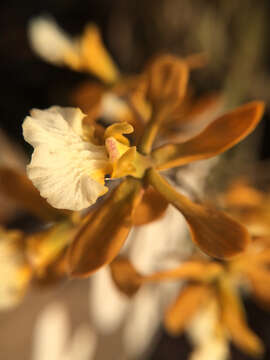 Image of Encyclia aspera (Lindl.) Schltr.