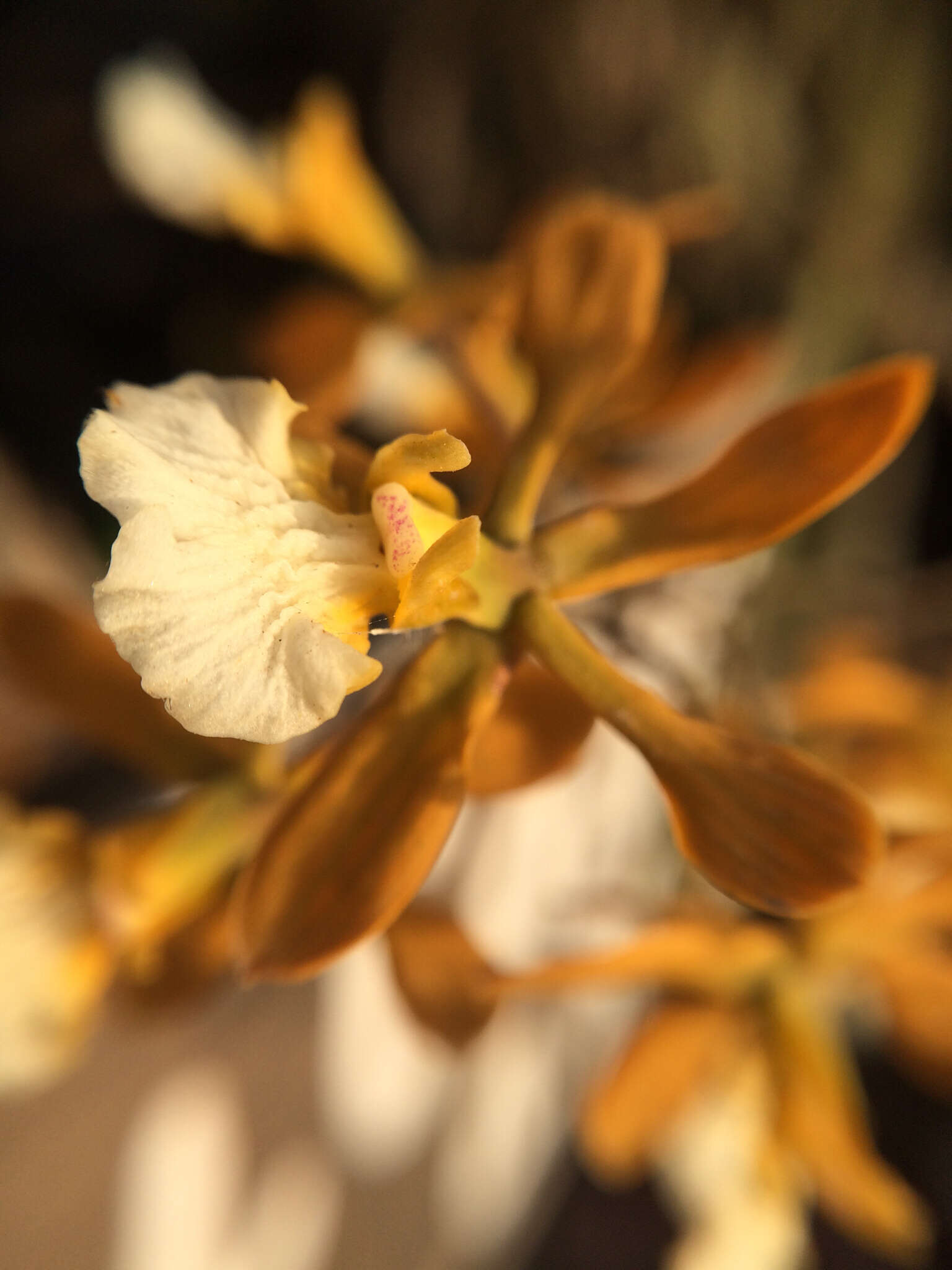 Image de Encyclia aspera (Lindl.) Schltr.