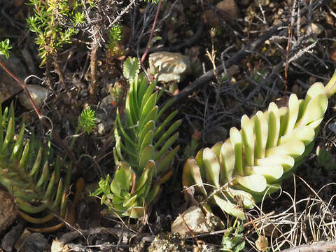 Image of Crassula ciliata L.