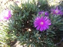 Image of Lampranthus stayneri (L. Bol.) N. E. Br.