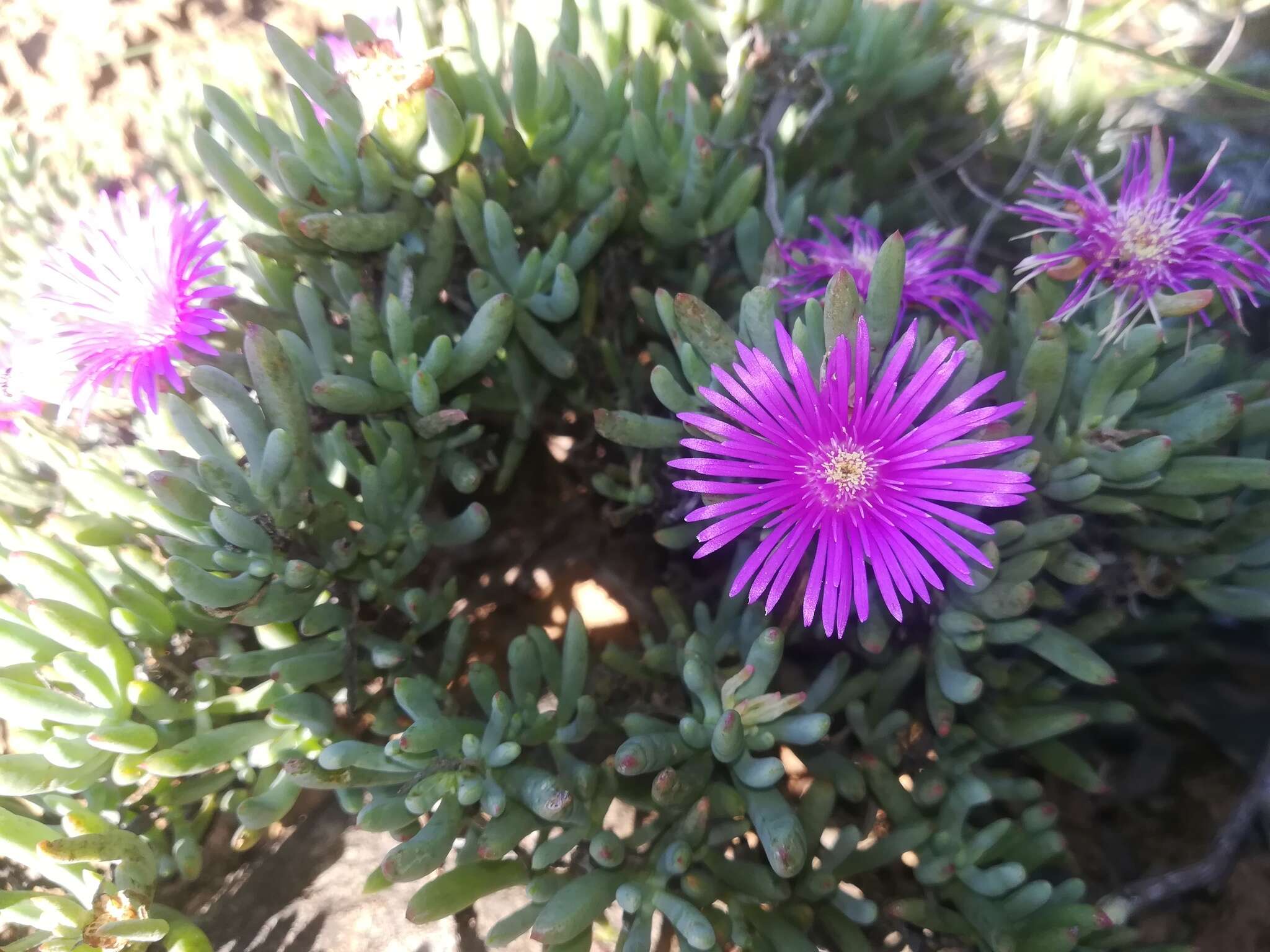 Image of Lampranthus stayneri (L. Bol.) N. E. Br.