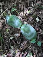 Imagem de Haemanthus deformis Hook. fil.