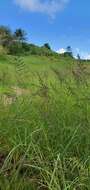 Image of Antelope Grass