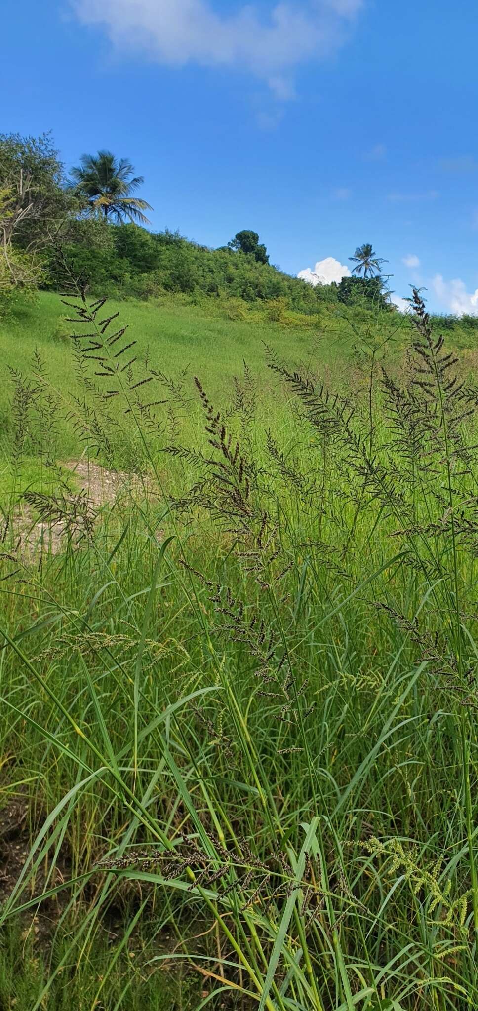 Image of Antelope Grass