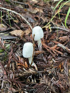 Image of Entoloma adnatifolium (Murrill) Blanco-Dios 2015