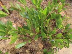 Imagem de Otholobium rotundifolium (L. fil.) C. H. Stirt.