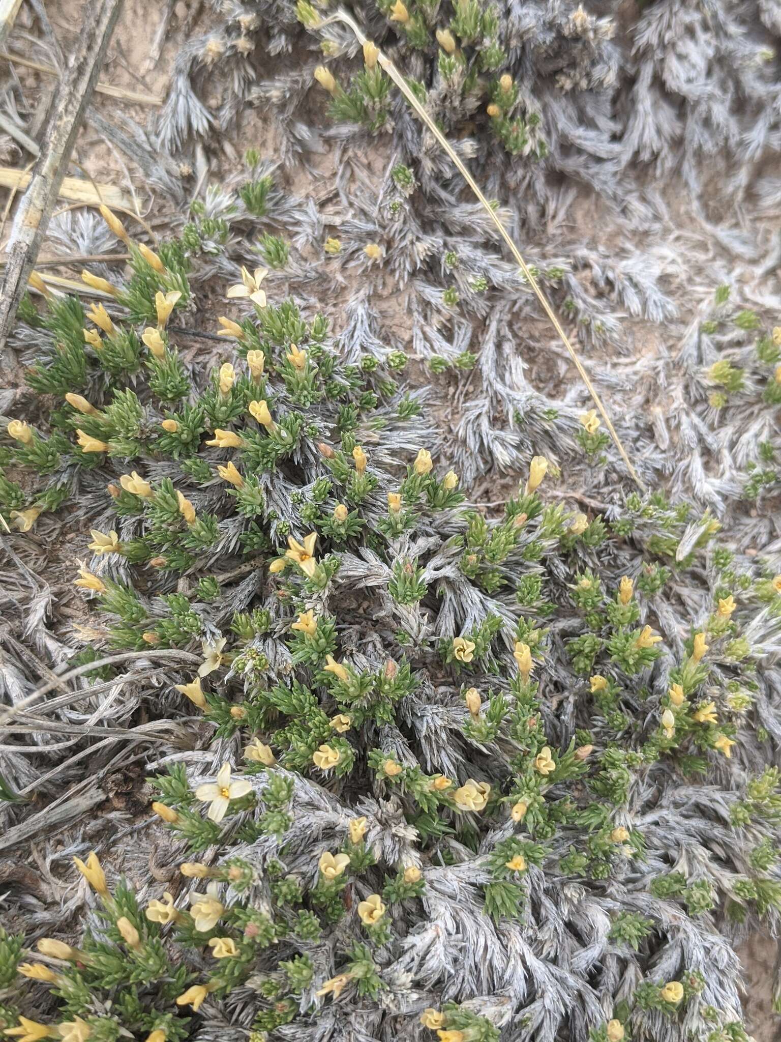 Image of mat prickly phlox