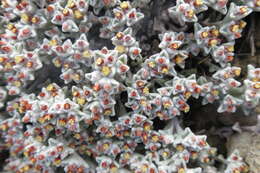 Image de Helichrysum zwartbergense Bolus