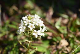 Imagem de Lysimachia candida Lindl.