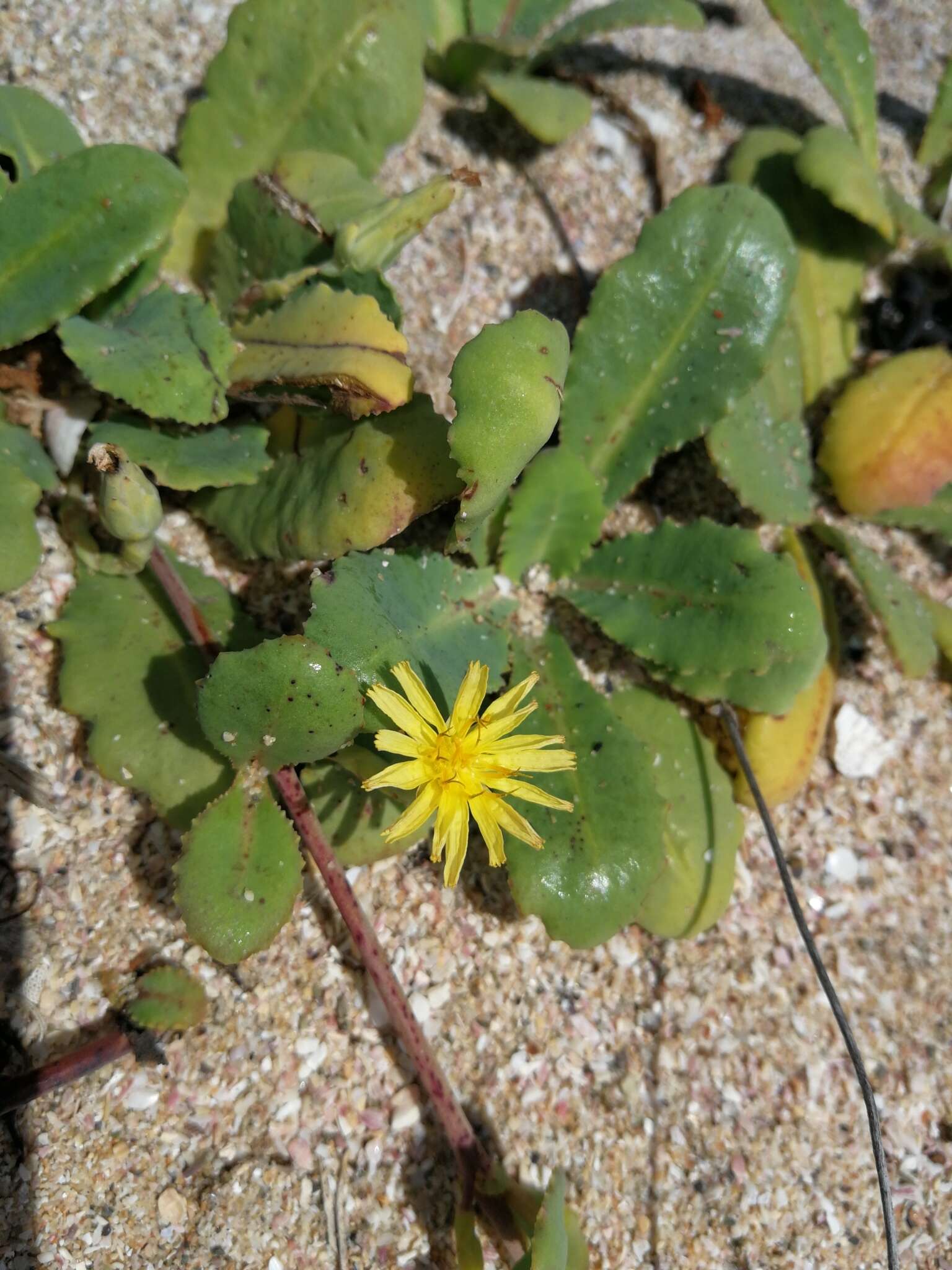 Image of Launaea sarmentosa (Willd.) Sch. Bip. ex Kuntze