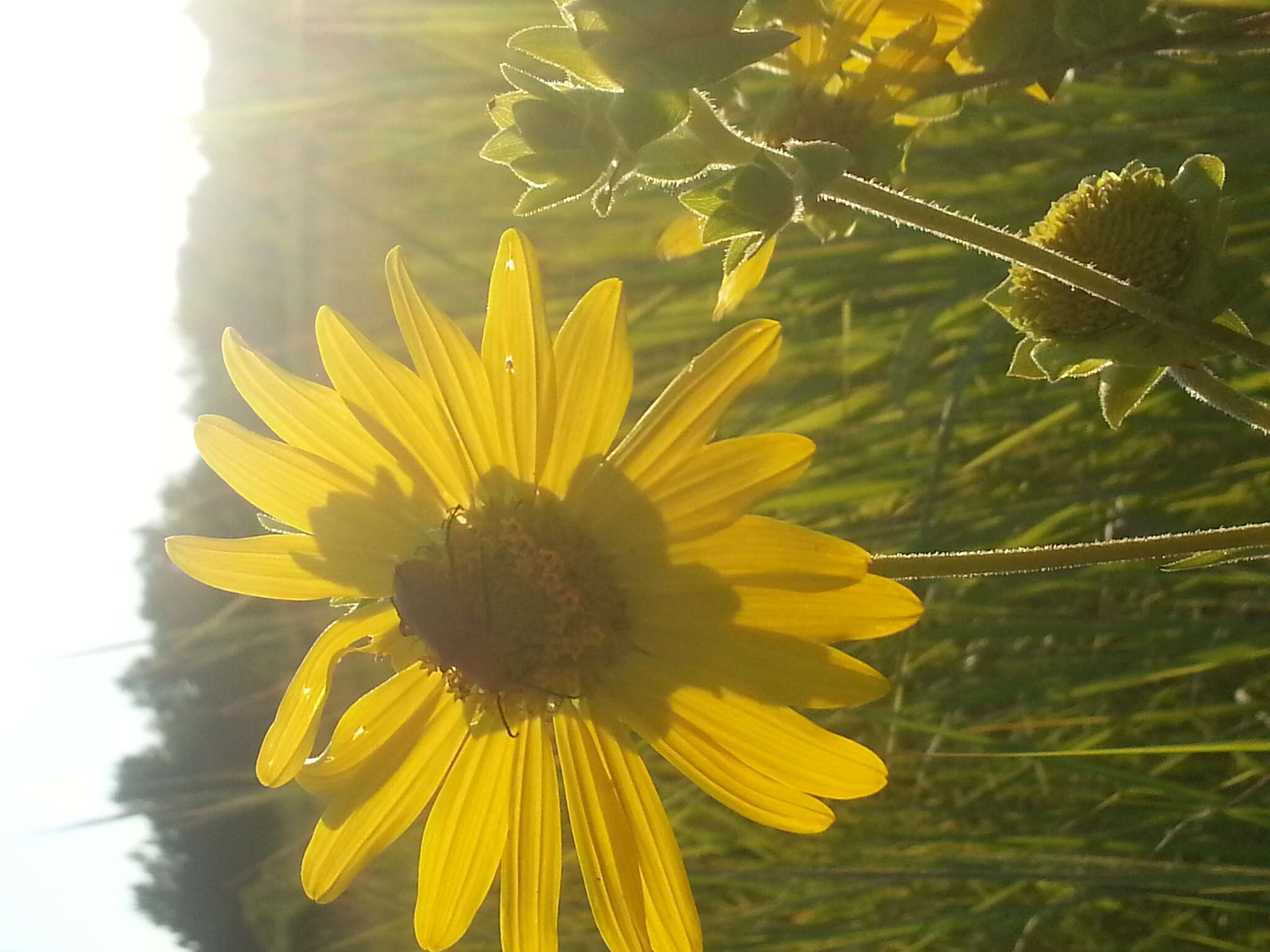 Image of slender rosinweed