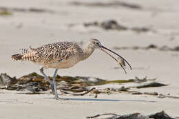 Image of Long-billed Curlew