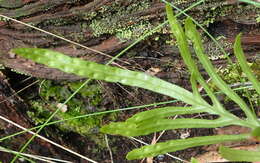 Polypodium ensiforme Thunb.的圖片