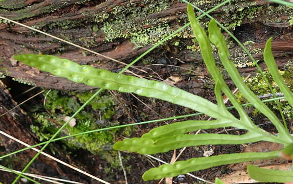 Image of Polypodium ensiforme Thunb.