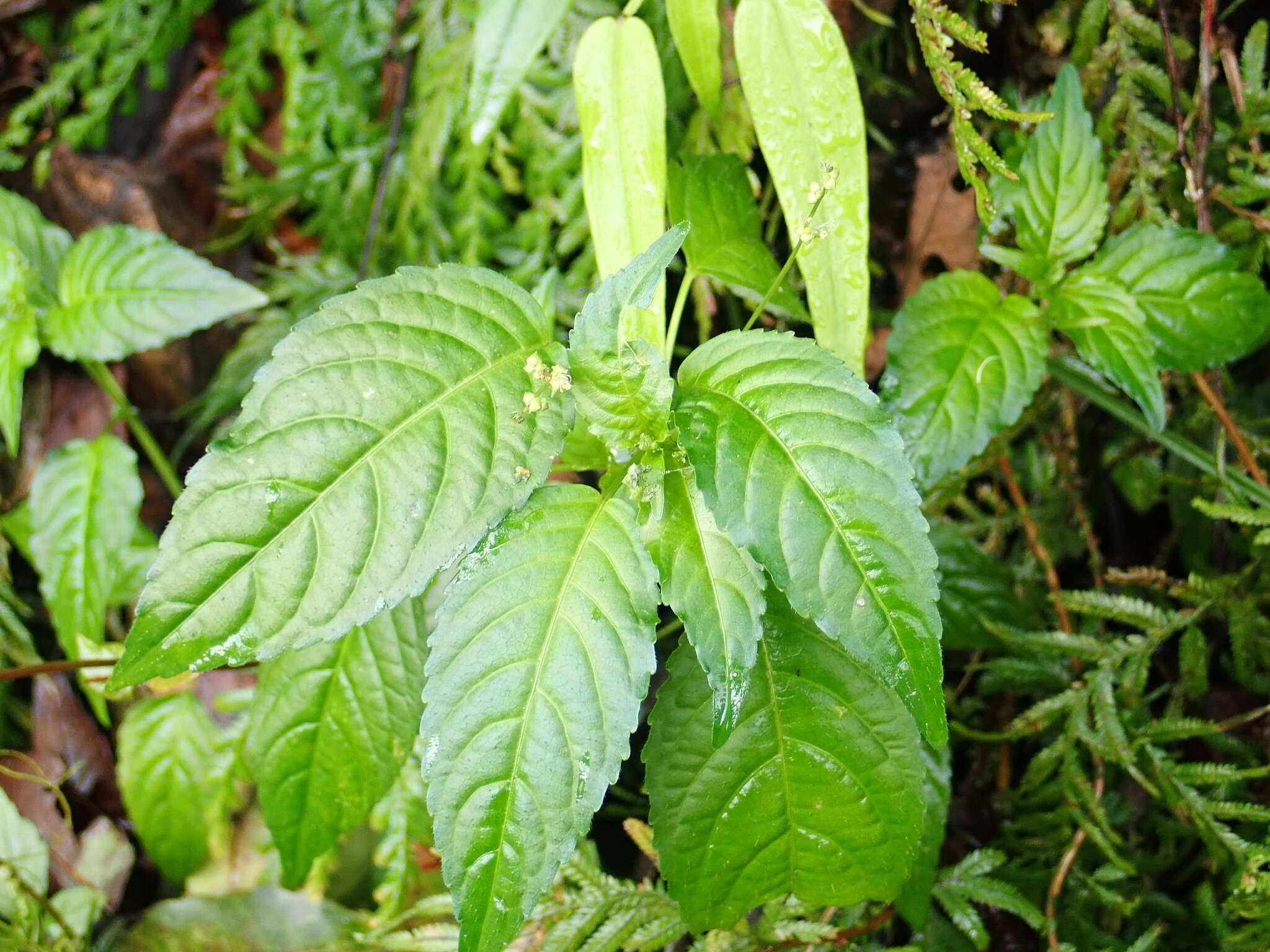 Image of Mercurialis leiocarpa Siebold & Zucc.