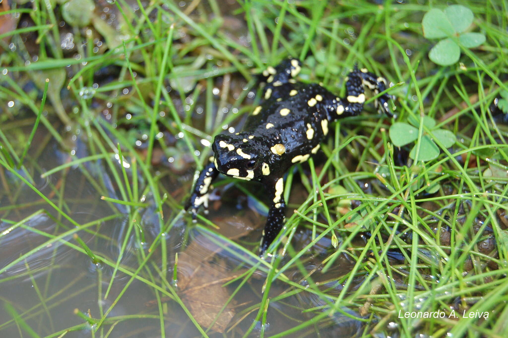 Image of Melanophryniscus klappenbachi Prigioni & Langone 2000